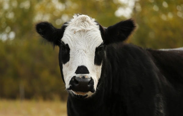 Australia enjoys new boom in China beef demand